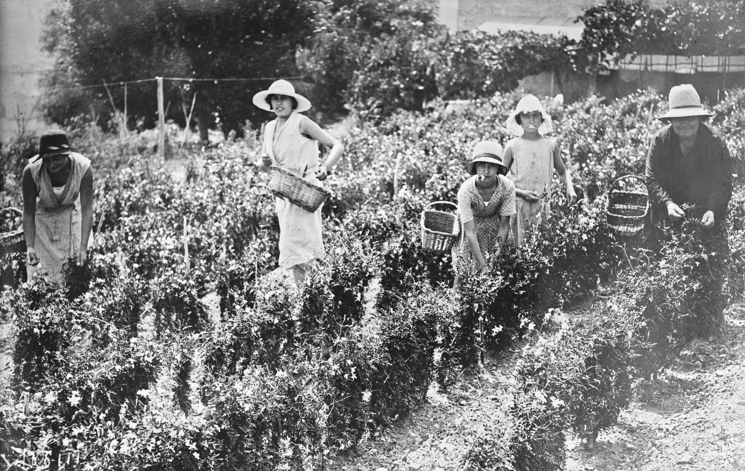 Cueillette du jasmin à Grasse en 1932, photo d'archive